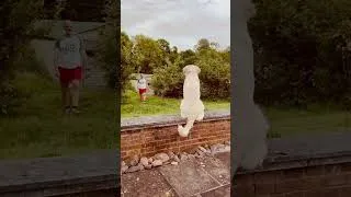 Thumbnail: When the dog’s tail speaks volumes