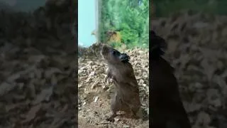 Thumbnail: New Pet Added Mongolian gerbil #Rodents #gerbil #newpet #pet #cute #nature #newsetup #shorts