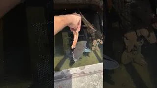 Thumbnail: Alligator Gar Feeding Non-veg #chicken #garfish #bigfish #food #fish #kurla #shorts #nature