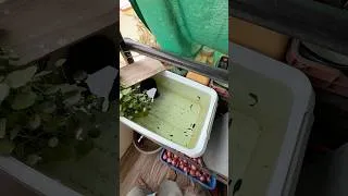 Thumbnail: Beautiful Back Gallery Setup #mollyfish #pondsetup #foshsetup #nature #fish #food #hawrah #shorts