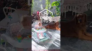 Thumbnail: How They Made Sure Their Dog Loved The Baby | The Dodo