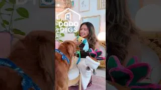 Thumbnail: Dog's Toys Match The Home Decor Perfectly | The Dodo