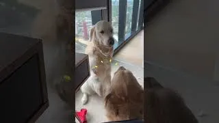 Thumbnail: The Best Pup Friend Song ❤️🎵 | Dodo Kids