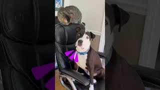 Thumbnail: Why's This Dog Climbing On The Counters?! | Dodo Kids