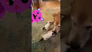 Thumbnail: Huge Dog + Tiny Kittens = ❤️ | Dodo Kids