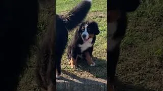 Thumbnail: Big Dog Gets A Mini-Me Brother | Dodo Kids | Music Video