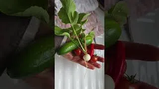 Thumbnail: Today's harvest. #potgang #greenhouse #homegrown #veggies #growyourownfood