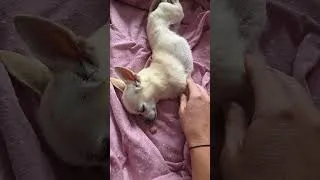 Thumbnail: The slower steps, the longer snoozes, the cloudy little eyes, the grey hairs...but still my baby 🥹❤️
