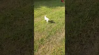 Thumbnail: #thelittlethings #peacefuldogwalks #chiweenie #dogpoofairy #earlymorningpeace
