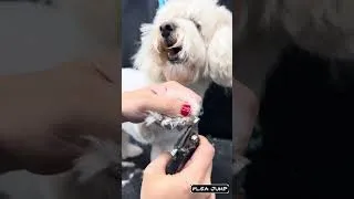 Thumbnail: Oddly satisfying #Shorts