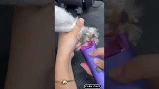 Thumbnail: What’s inside that dog’s paw? #Shorts