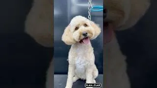 Thumbnail: How Cute is She? 1 to 10… #Shorts
