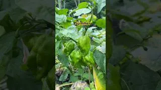 Thumbnail: Summer 🌽🌶️🥒