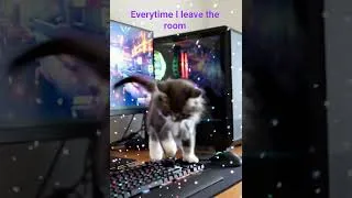 Thumbnail: #dancingcat #cat #kittens