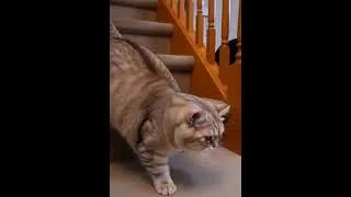 Thumbnail: Tubby the cat falls down the stairs #cat #catfails #fatcat