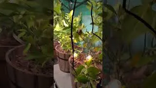 Thumbnail: Greenhouse Heated Decor! #beginnergardener #gardening