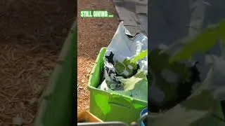 Thumbnail: Good Morning Let’s See What My Garden Doing In October #containergardening #beginnergardener
