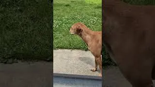 Thumbnail: The grass is cut! #garden #funny #homesteadlife #cuttinggrass #gardenchores #dog #shorts
