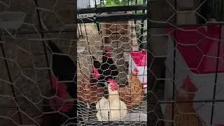 Thumbnail: Update on the chicks #chicken #chicks #homestead #backyardchickens #chickencoop #shorts