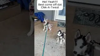 Thumbnail: Chik-A-Tweat Addicts-Husky Pups