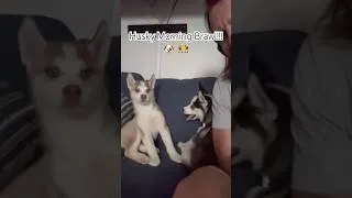 Thumbnail: Husky bring that brawling energy every morning! Big bro and Lil sis!!! #husky #huskypuppy #puppy