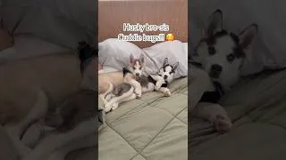 Thumbnail: Puppy love is best love!!! #puppylove #husky #huskypuppy