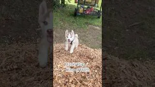 Thumbnail: Husky pup=King of Hill (Mountain Dog) #husky #huskylife #puppy #puppylove