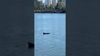 Thumbnail: Dolphin spotting walk along the Tweed River