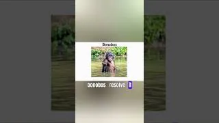 Thumbnail: Discover the Forgotten Apes  Bonobos' Peaceful Society
