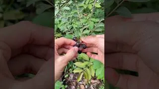 Thumbnail: How To Grow Curry Leaves Plant At Home #shorts #curryleaves