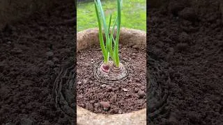 Thumbnail: How To Grow Onions At Home #shorts #onion