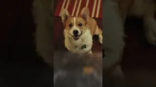 Thumbnail: The Farmer's Dog Commercial: Chicken vs. Chicken