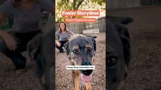 Thumbnail: Foster Storytime: Foster Puppies Reunion with Bosley’s Place Puppy Rescue #fosterpuppies #dogrescue
