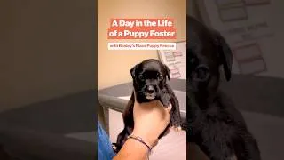 Thumbnail: Day in the Life of a Puppy Foster with Bosley’s Place #dayinthelife #puppyrescue #puppies