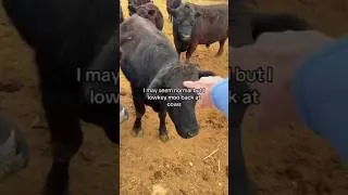 Thumbnail: I totally speak their language #FarmAnimals #videoshort #viralshorts