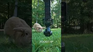 Thumbnail: Osmo Pocket 4P - 4K 240 FPS