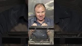 Thumbnail: The most popular starter fish - The Glo fish !