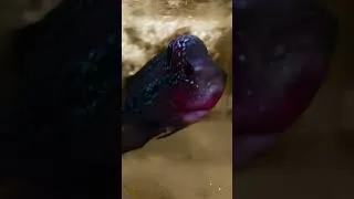 Thumbnail: The Red Hump Flower Horn a cool fish! But one of the meanest you can have. Watch your finger !