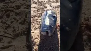 Thumbnail: I Was Only Chasing Whiting… Then THIS Happened! 🎣