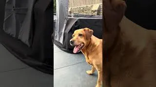 Thumbnail: Training a Labrador to use the electric ball thrower machine #vlog #funny
