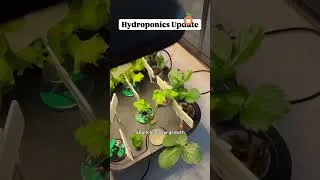 Thumbnail: Windowsill hydroponics update #growyourownfood #hydroponics #hydroponicgarden