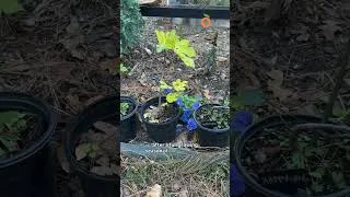 Thumbnail: Which Potting Soil is Best? #growingfruit #containergardening #pottingsoil #growyourownfood