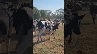 Thumbnail: Off to fresh grazing this morning  #farming