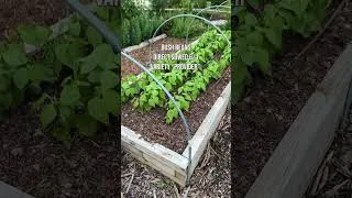 Thumbnail: Garden Tour SW Ohio, Zone 6b, June 18
