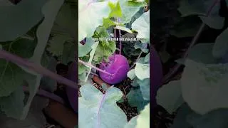 Thumbnail: Have you eaten this vegetable?!