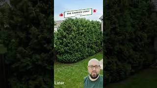 Thumbnail: Fast growing privacy mistake #privacyhedge #hedges #yardprivacy #yardmistake #landscaping #yard