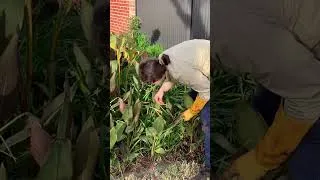 Thumbnail: Tenants Were PAYING Homeowner For THIS?! - I Saved Their Yard For FREE