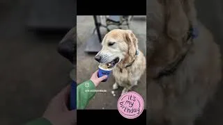 Thumbnail: #goldenretriever #goldenretreivers #goldenretrieverlife #puppy #adorably #birthday #birthdaycake