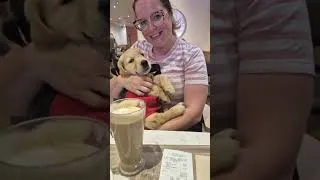 Thumbnail: #goldenretriever #dogtraining #goldenretreiver #goldenretreivers #goldenretrieverlife #puppy #pets