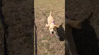 Thumbnail: #goldenretriever #goldenretreiver #puppy #goldenretreivers #cuteanimals #cute #adorable #dogtraining